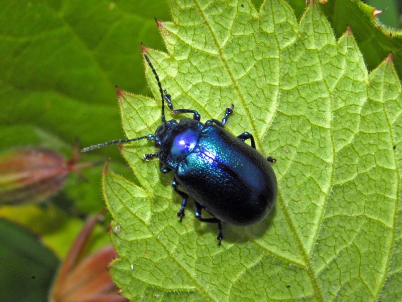 Un Crisomelide da id. Oreina sp.